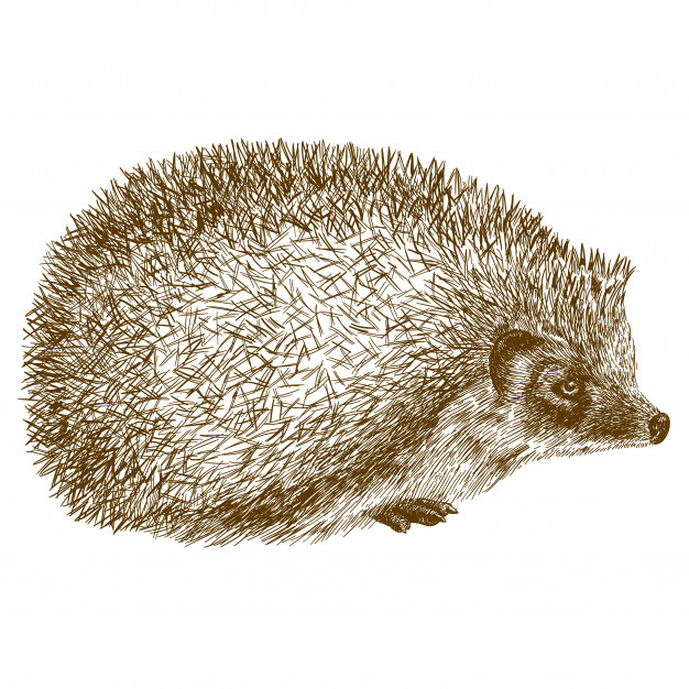 engraving antique illustration hedgehog 133170 121